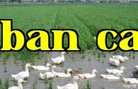 Người nuôi vịt giỏi chia sẻ kinh nghiệm