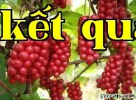 Giai đoạn sinh trưởng của quả thảo quả cần lưu ý điều gì