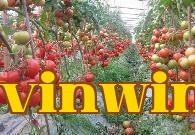 Trồng cà chua nên bón phân gì
