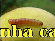 Phòng trừ tổng hợp sâu đục quả táo