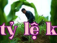 Cách bón phân đúng nhất cho ngô
