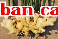 Cách bón phân cho gừng diện rộng