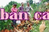 Bí quyết nuôi gà bằng cỏ xước