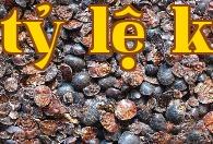 Kỹ thuật nuôi tằm nhân tạo