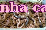 Kỹ thuật nuôi giun đất