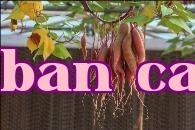 Công nghệ mới trồng khoai lang – nuôi trồng trên không