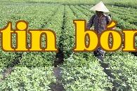 Làm thế nào để tăng năng suất đậu phộng