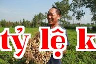 Gibberellin có thể tăng năng suất đậu phộng