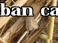 Phương pháp phòng trừ sâu đục thân ngô hai điểm