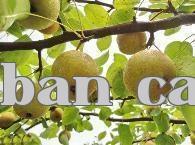 Kỹ thuật trồng lê tuyết