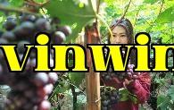 Làm thế nào để có được nho chất lượng cao