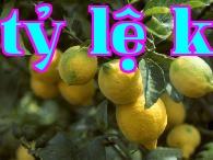 Quản lý đất, phân và nước trong trồng chanh