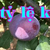 Trồng cây giống đào