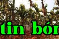 Phương pháp bón phân cho cây dừa con