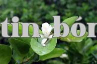 Phương pháp kích thích ra hoa cho cây cam non