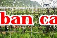 Lưu ý khi trồng quả thanh long
