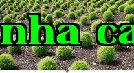 Hồi ức thế hệ 80: 10 loại cây cỏ thường gặp khi còn nhỏ nhưng không biết tên