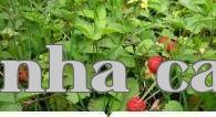 Những loài cây mà các bạn 8X từng gặp thường xuyên, gọi được tên thì chứng tỏ bạn là người quê!