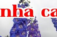 Hoa dại