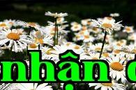 Cúc nhỏ