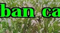 Cỏ đuôi chó