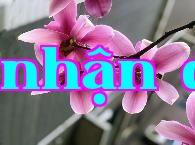 Hoa Tần bì (không phải hoa Mộc lan)