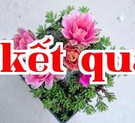 Phổng hoa đỏ (Cây xương rồng)