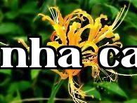 Hoa đèn vàng