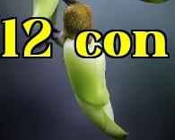 Hình dạng như tên gọi: Hoa lúa chim, Gai nhỏ, Cây sen trời, Rau mọc từ đất, Hoa cúc gió