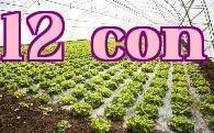 Tác hại của nhiệt độ cao vào mùa hè đối với rau trong nhà kính và 7 phương pháp làm mát