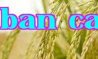 Tổng kết các điểm chính về kỹ thuật canh tác lúa chất lượng cao và năng suất lớn