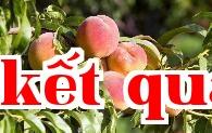 Phương pháp tăng ngọt và đỏ cho trái cây khi trồng cây ăn quả