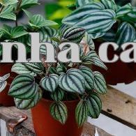 Cây Hồi dưa hấu