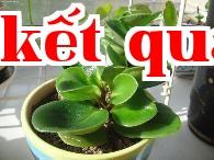 Cây đậu biếc