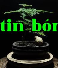 Cây văn trúc