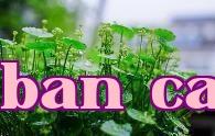 Cỏ tiền đồng