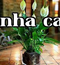 Bạch hạc ngọc