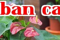 Hoa lòng đỏ