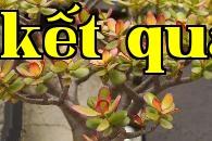 Cây Ngọc Thụ