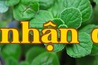 Cây hương chạm