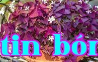 Cỏ trầu lá tím