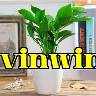 Công Chúa Xanh Lá Vàng Đậm