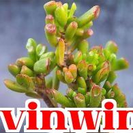 Cây Thu Nhập Tiền