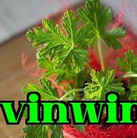 Hoa Hồng Lá Thơm