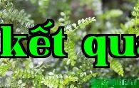Hương Mộc (không phải là cây ớt)