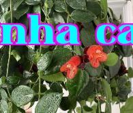 Hoa Son Đỏ