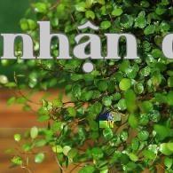 Cây Lan Hạng Liệu