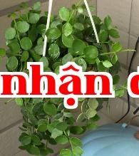 Cây Gồm Tiền