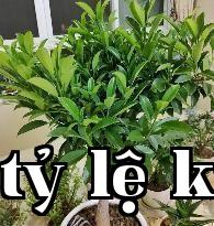 Hoa Mộc Lan Phi Châu