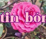 Loạt hoa trà quý giá của Vân Nam (1) – Hoa trà Hận Thiên Cao